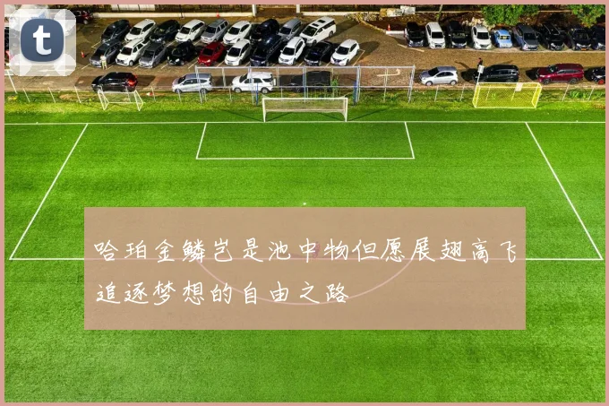 哈珀金鳞岂是池中物但愿展翅高飞追逐梦想的自由之路
